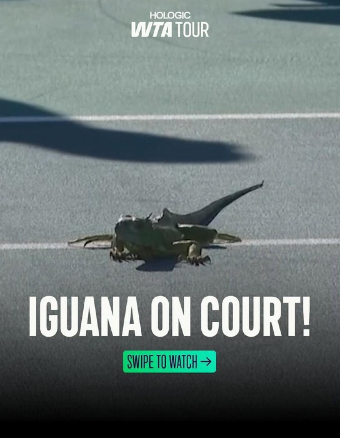 Iguana Miami