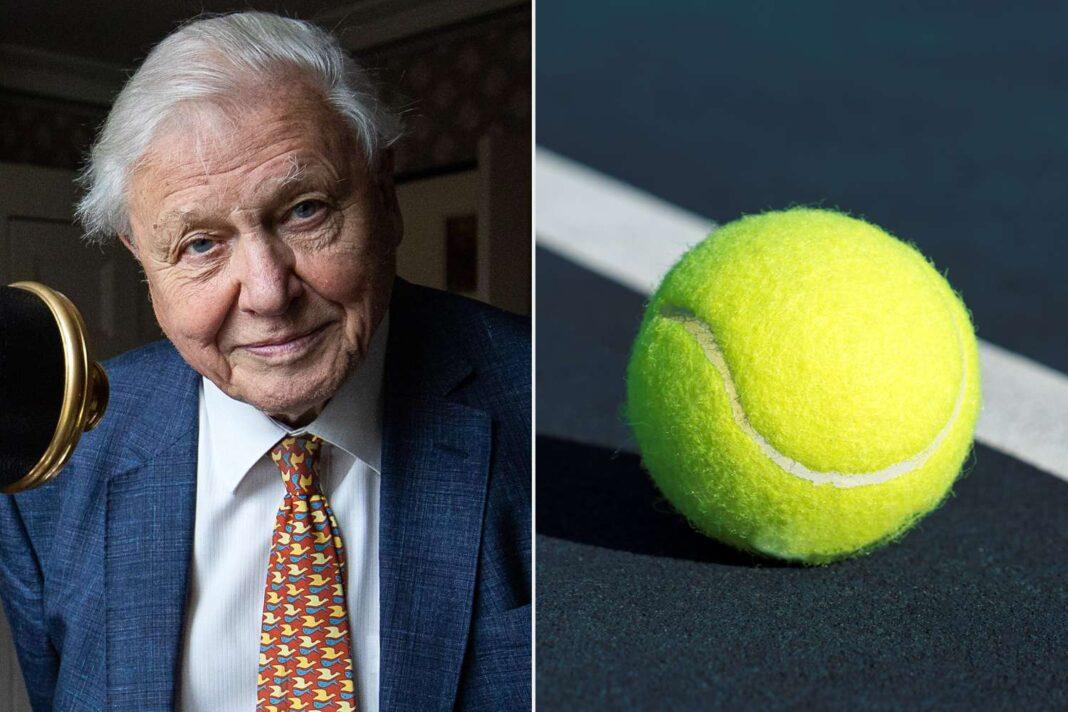 Sir David Attenborough è stato l'uomo decisivo per il passaggio di colore della palline da tennis